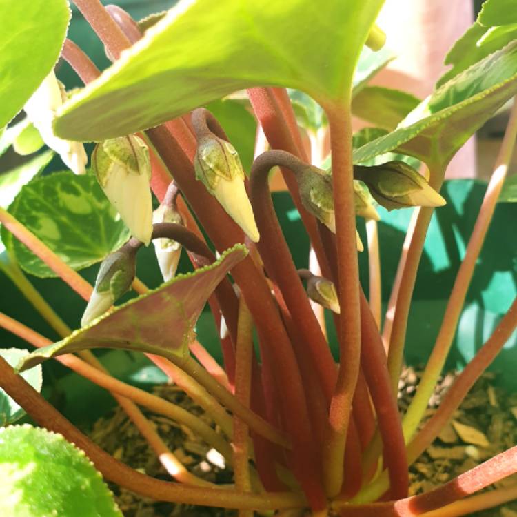 plant image 1093817 plant image 1093817