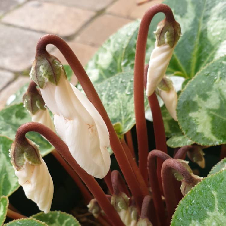 plant image 1101770 plant image 1101770