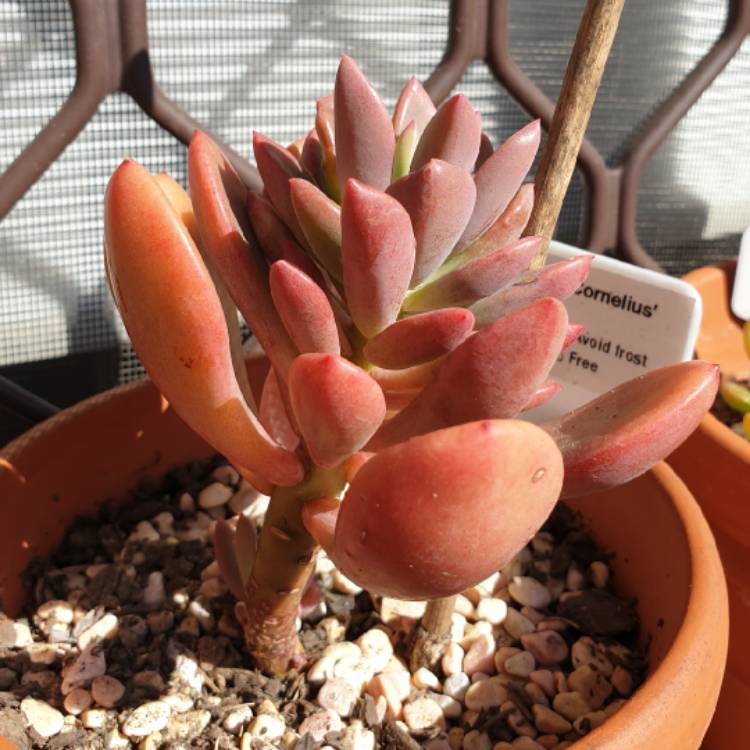 Plant image x Pachyveria Dr Cornelius