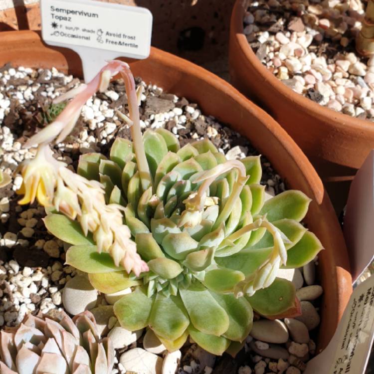 plant image 1135337 plant image 1135337