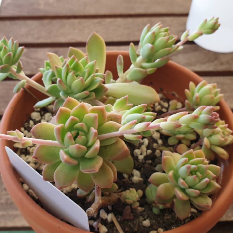 plant image 1141956