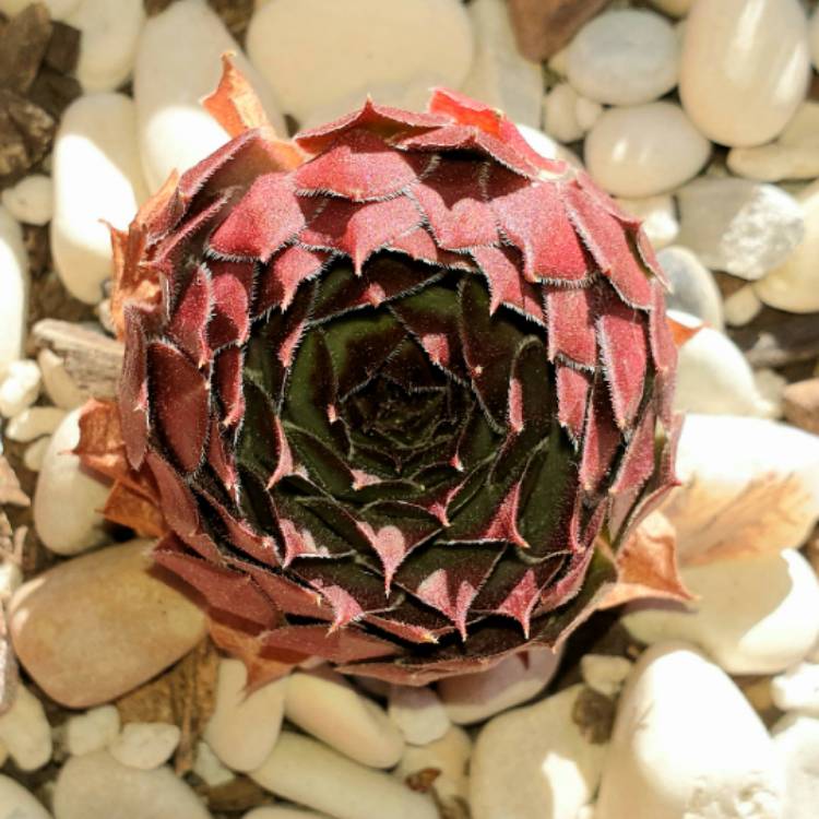 plant image 1147291 plant image 1147291