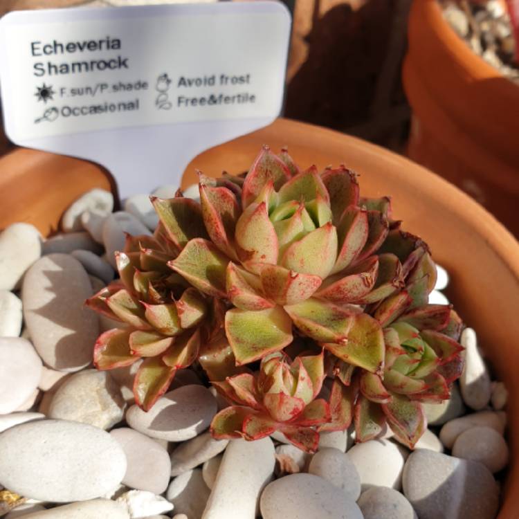 plant image 1160194