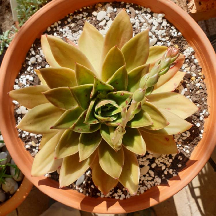 plant image 1160195 plant image 1160195