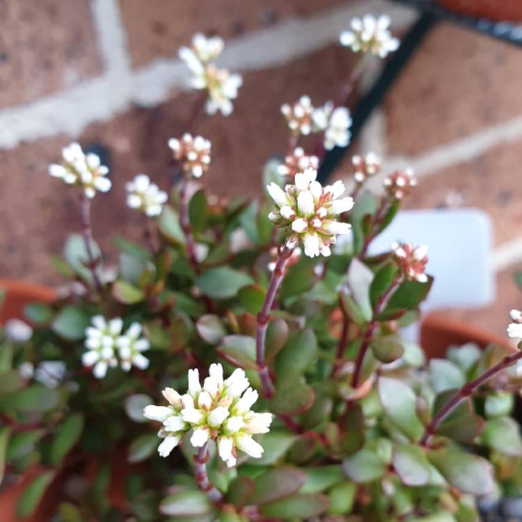 Crassula anomala syn. Crassula atropurpurea var. anomala, Crassula ...