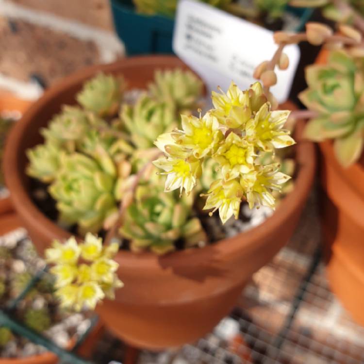 plant image 1176317
