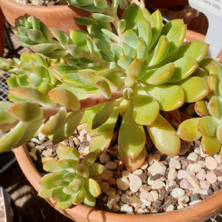 Plant image xSedeveria Darley Dale