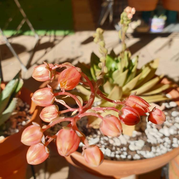 Echeveria Green Star, Echeveria 'Green Star' in GardenTags plant