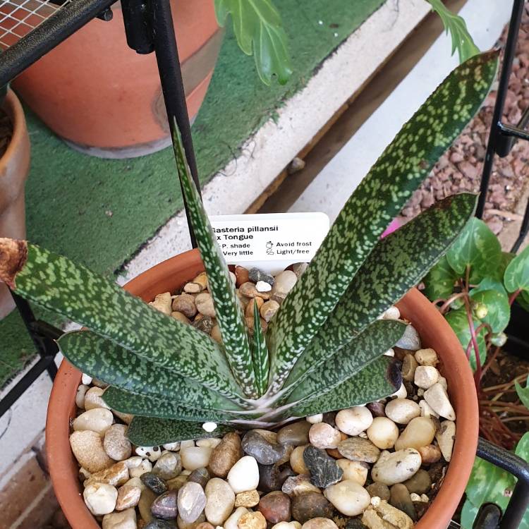 plant image 1189616
