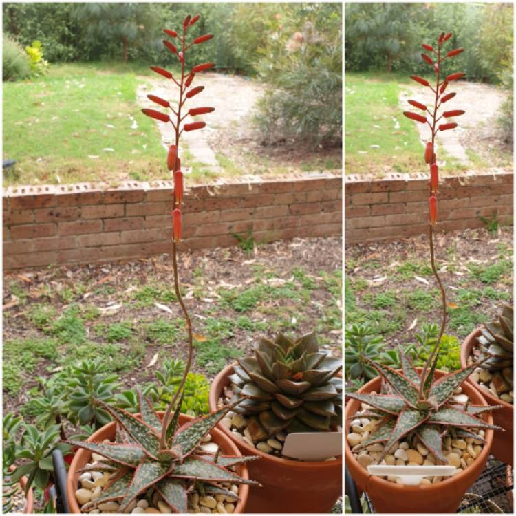 Plant image Aloe 'Christmas Carol'