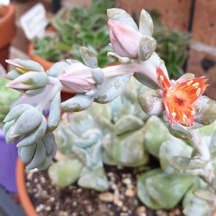 plant image 1214123