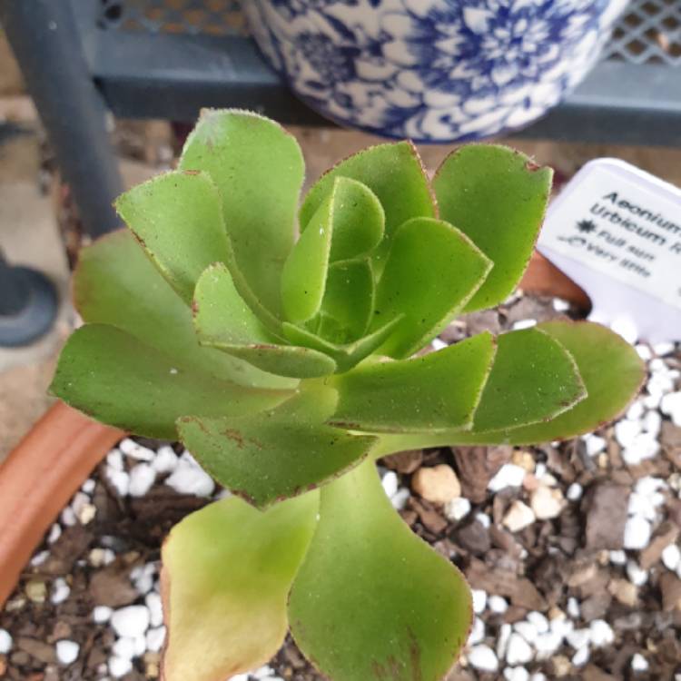 plant image 1214126