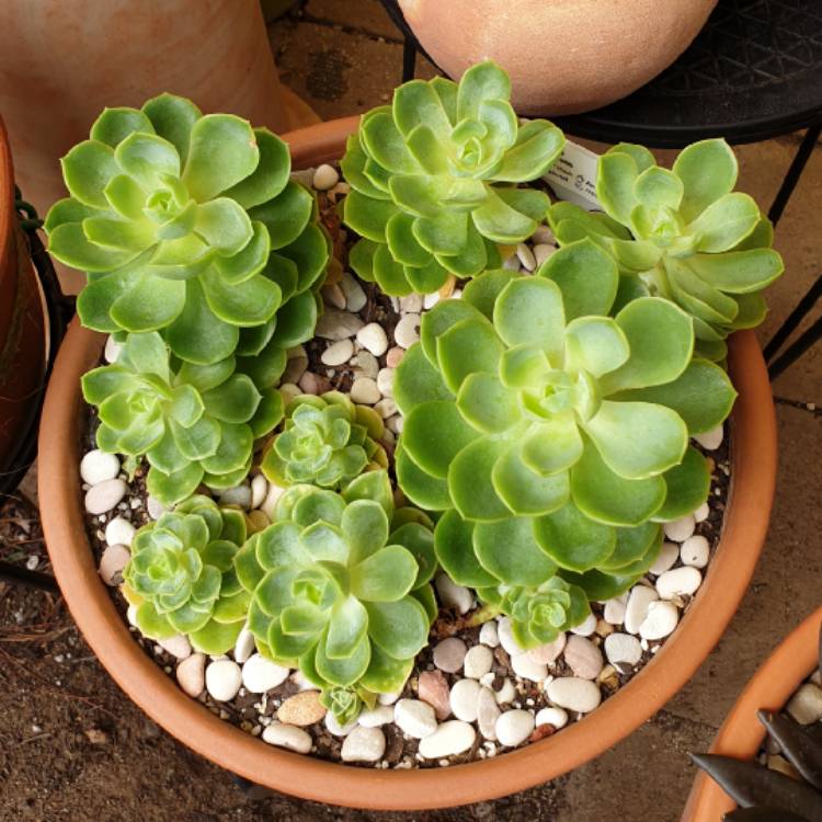 plant image 1216116 plant image 1216116