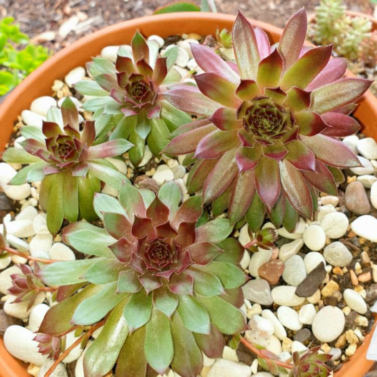 plant image 1216117 plant image 1216117