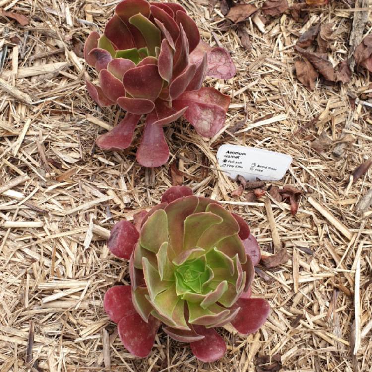 Plant image Aeonium Garnet
