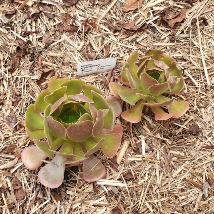 Plant image Aeonium Blushing Beauty