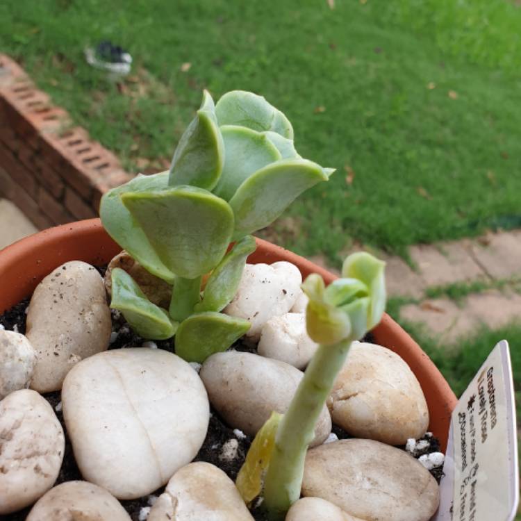 Plant image xGraptoveria Lovely Rose