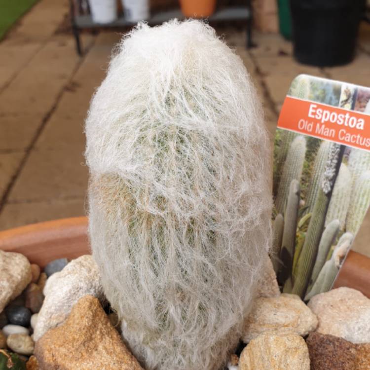 plant image 1233429