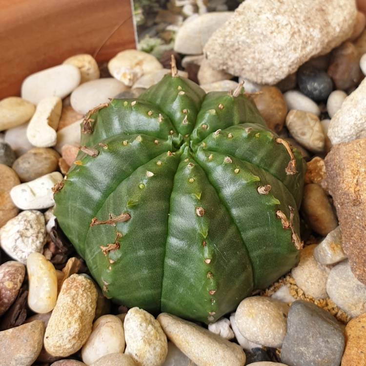 plant image 1233431
