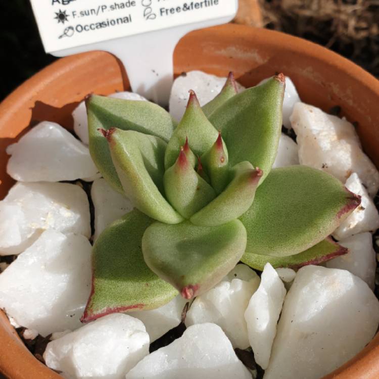 plant image 1245540