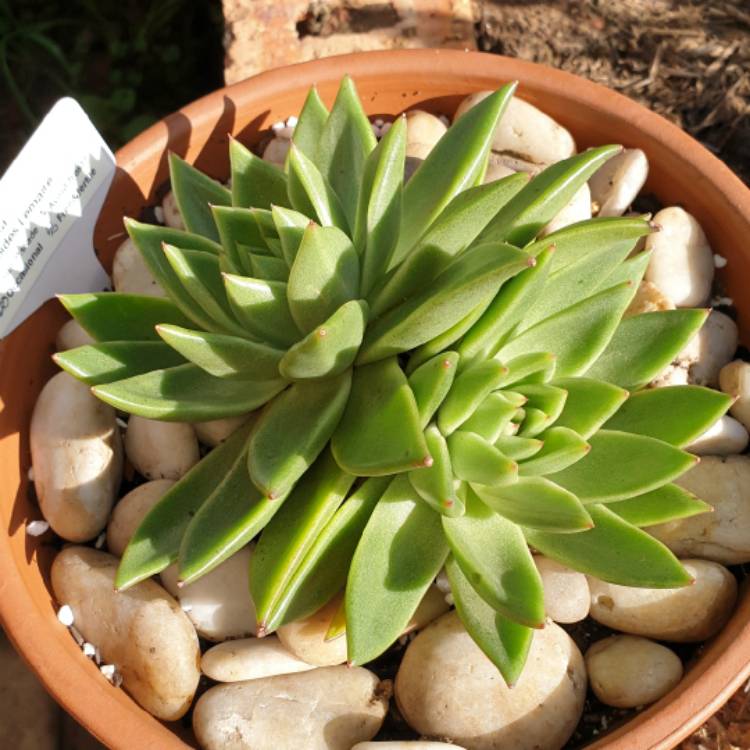 plant image 1245543