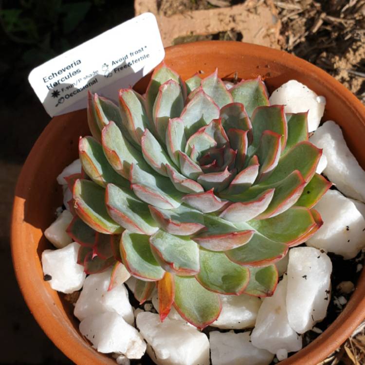 plant image 1245547