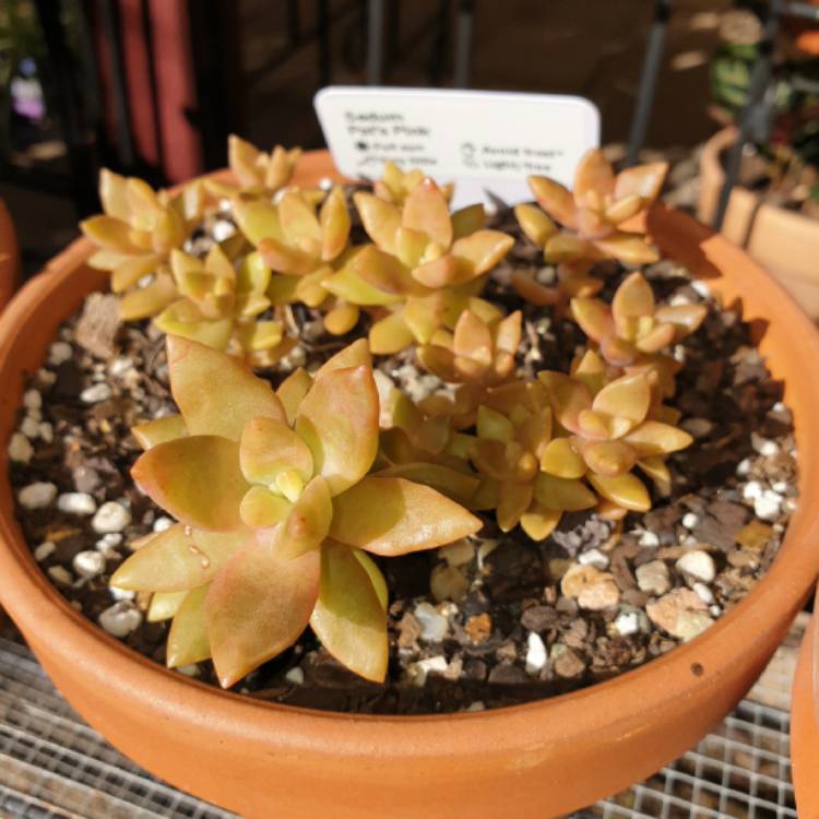 Plant image Sedum 'Pat's Pink' syn. Sedeveria 'Pat's Pink', Sedum 'Pam's Pink'