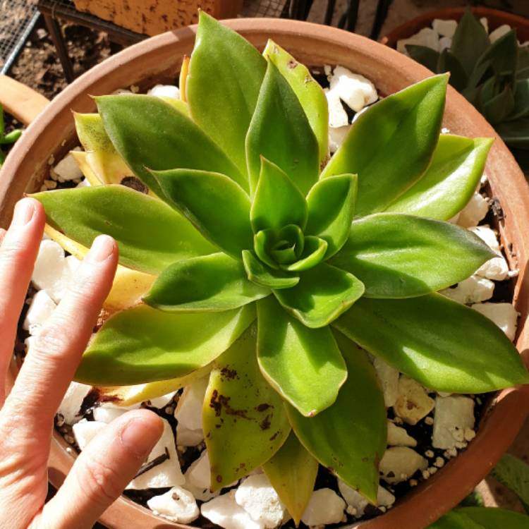 Echeveria Green Star, Echeveria 'Green Star' in GardenTags plant