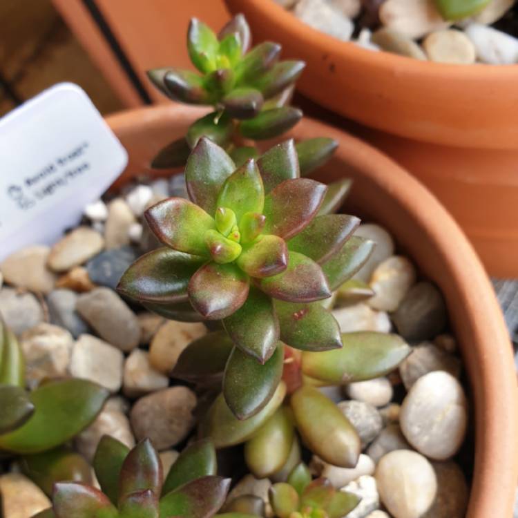 Plant image xSedeveria Jet Beads