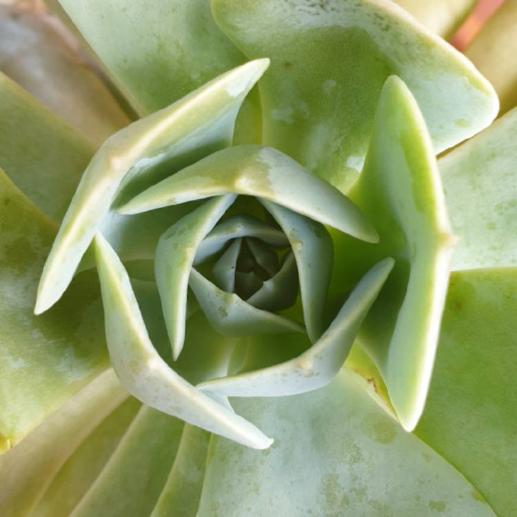plant image 1255219