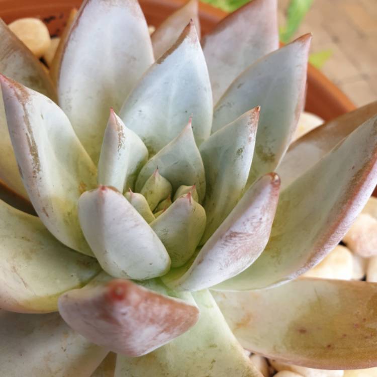 plant image 1255230