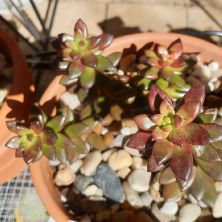 plant image 1271244 plant image 1271244