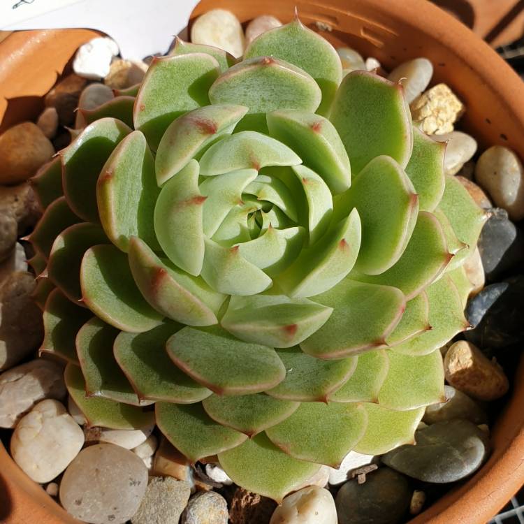 plant image 1271245
