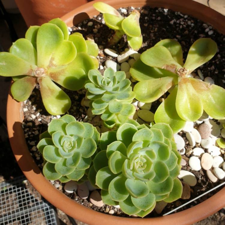 plant image 1271251 plant image 1271251