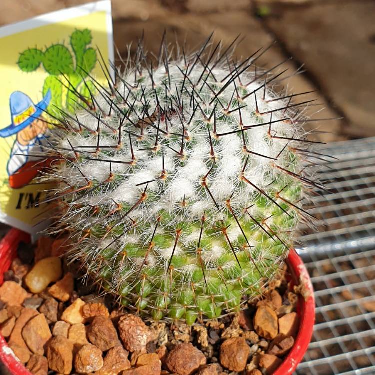 plant image 1273166