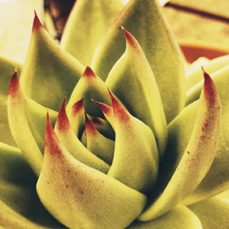 plant image 1276660