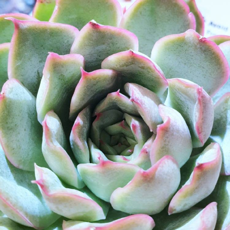 plant image 1276744