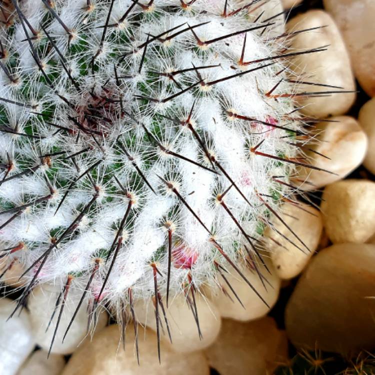 plant image 1290534