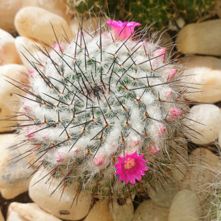 plant image 1299439