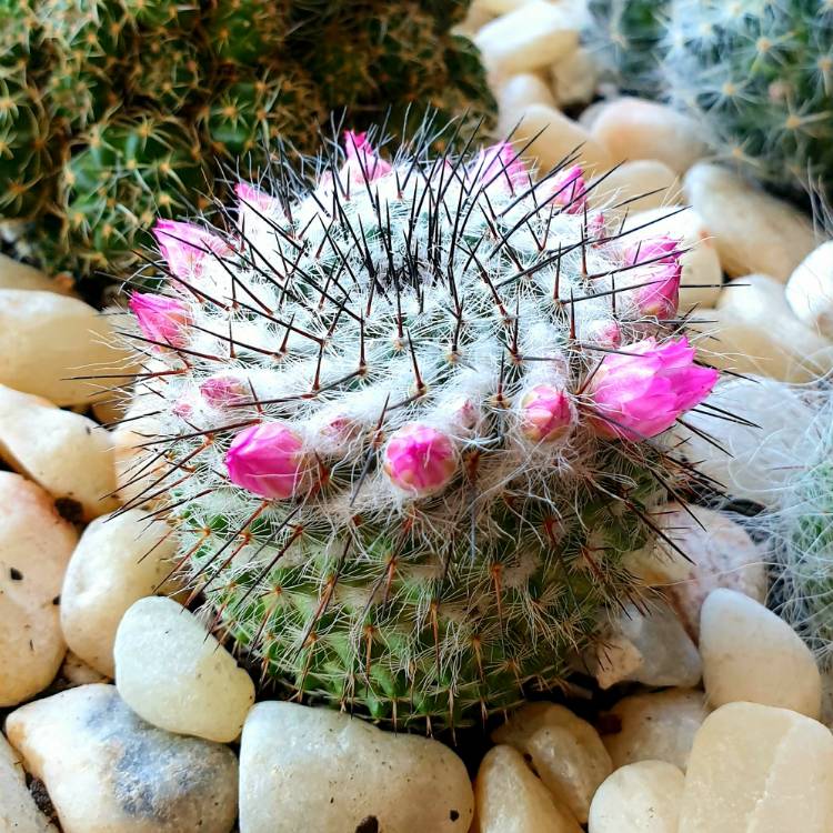 plant image 1303993