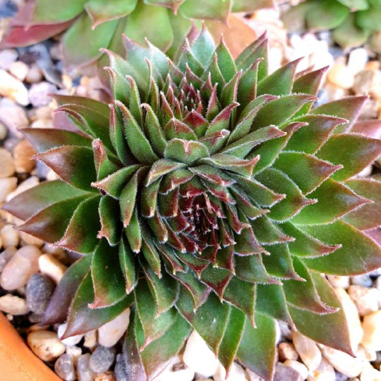 plant image 1312918 plant image 1312918