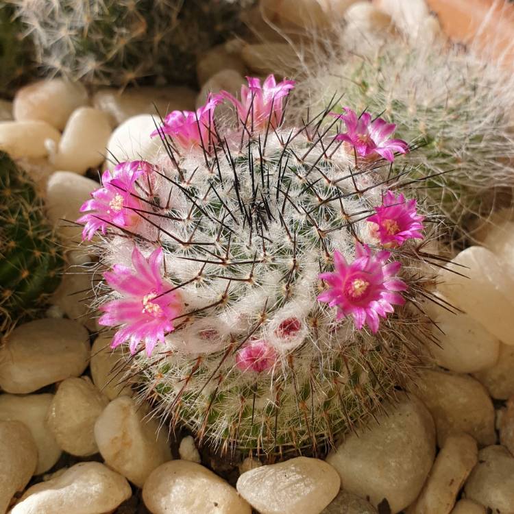 plant image 1317221