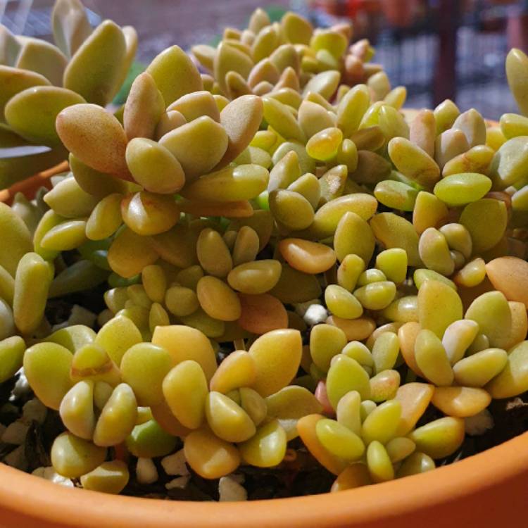 plant image 1322300