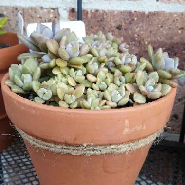 Echeveria Lady grey
