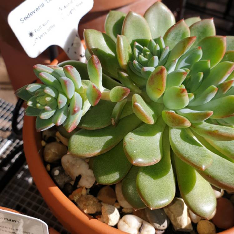 plant image 1329807 plant image 1329807