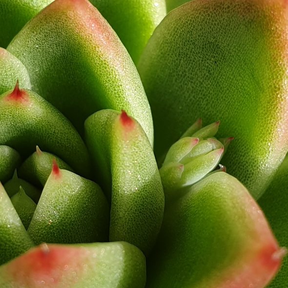 plant image 1329809