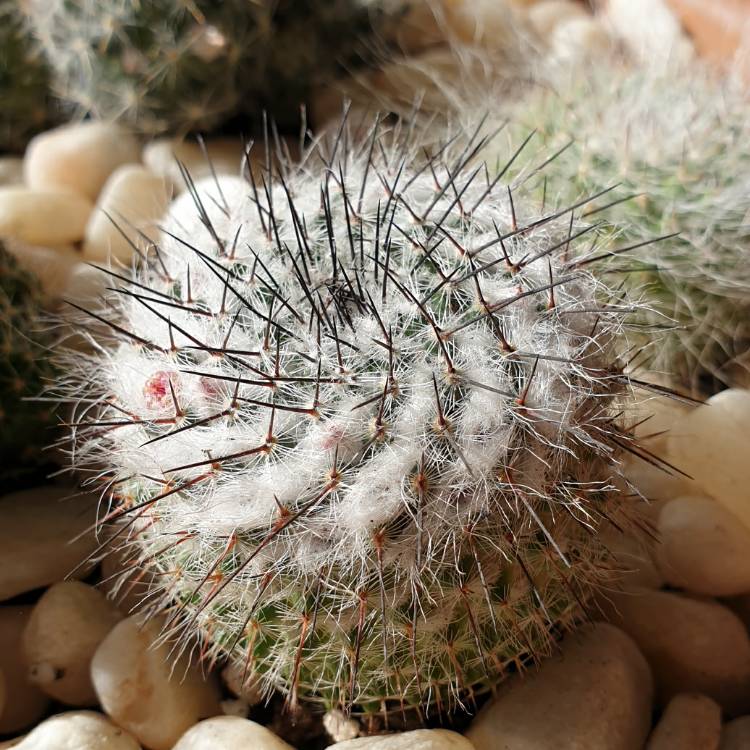 plant image 1331917