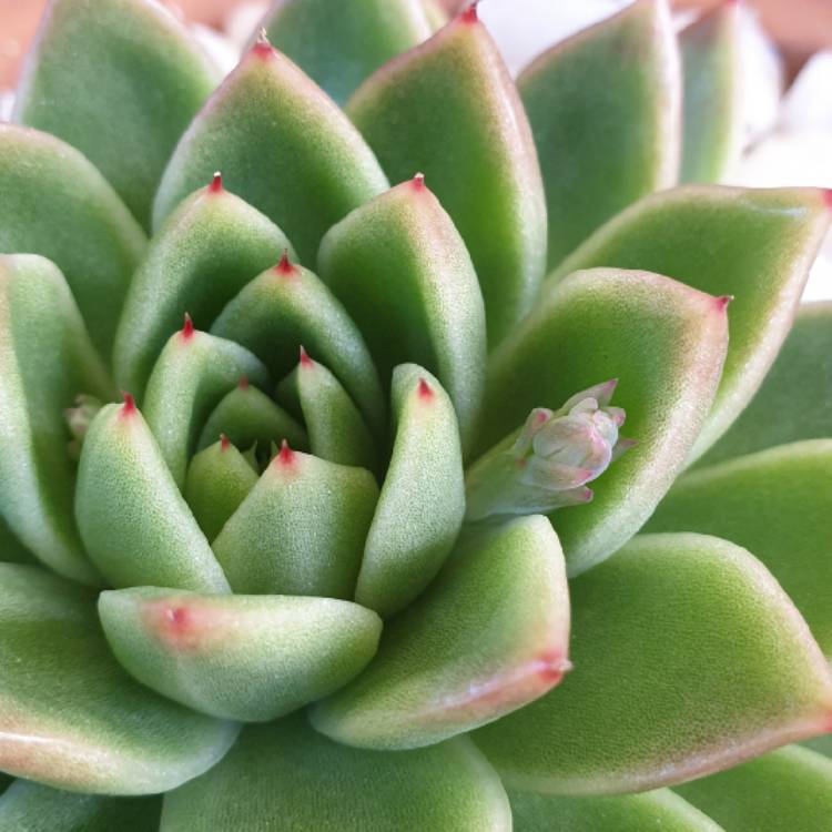 Plant image Echeveria Agavoides Lemaire