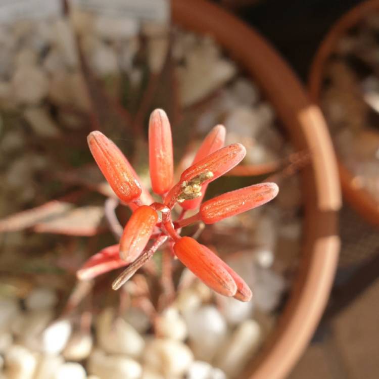 plant image 1336226