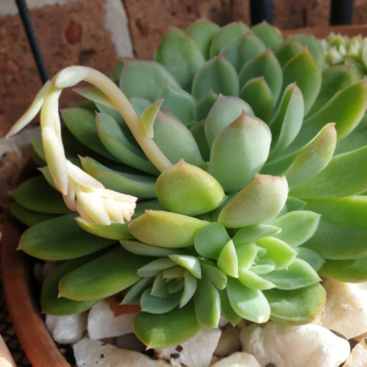plant image 1336229 plant image 1336229
